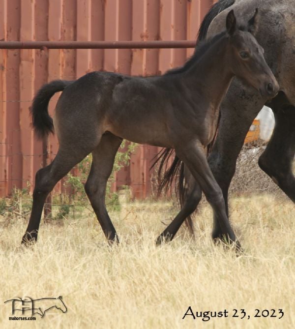 Wyo Mucha Blue's 2023 Roan Colt